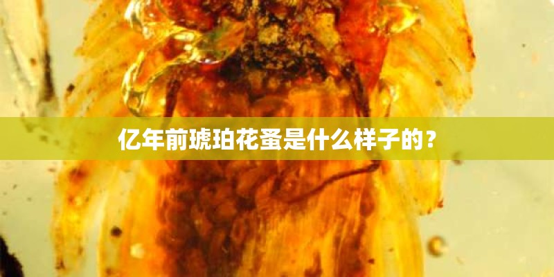 亿年前琥珀花蚤是什么样子的？