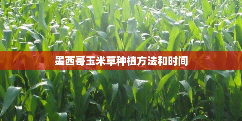 墨西哥玉米草种植方法和时间
