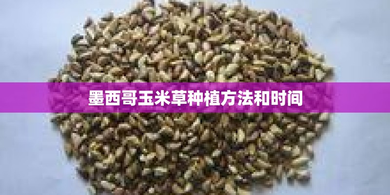 墨西哥玉米草种植方法和时间