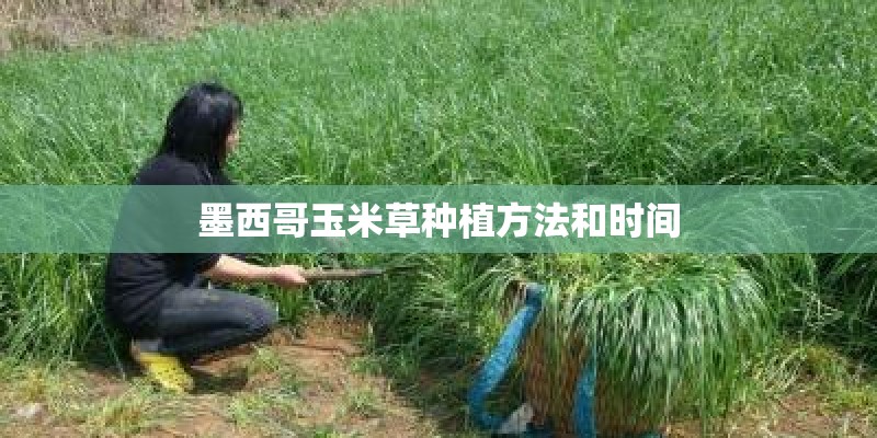 墨西哥玉米草种植方法和时间