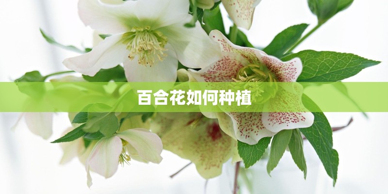 百合花如何种植