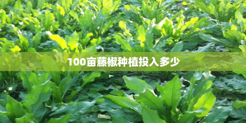 100亩藤椒种植投入多少