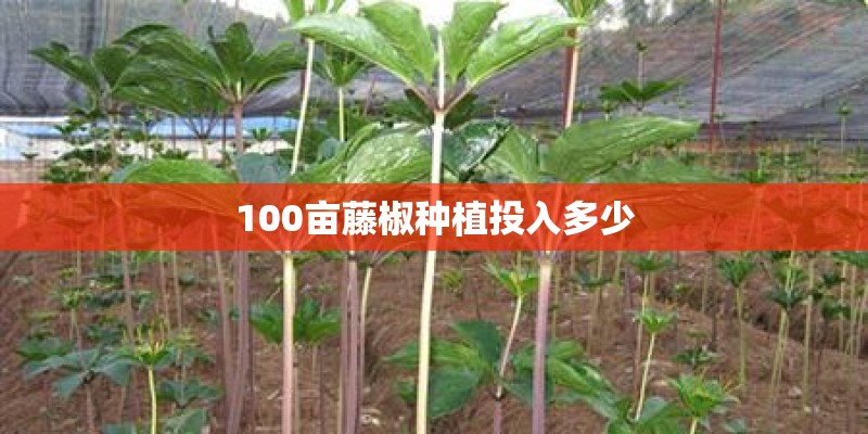 100亩藤椒种植投入多少