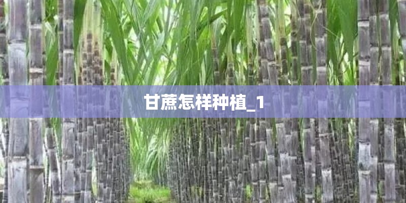甘蔗怎样种植_1