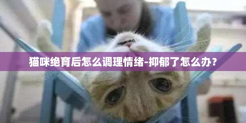 猫咪绝育后怎么调理情绪-抑郁了怎么办？