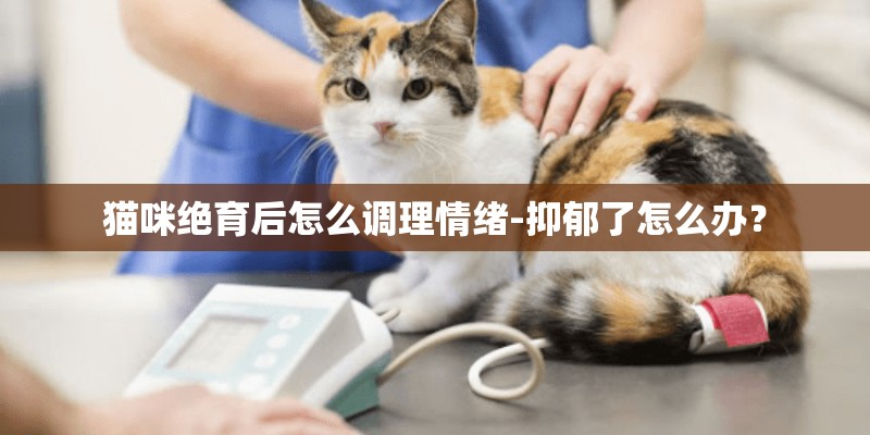 猫咪绝育后怎么调理情绪-抑郁了怎么办？