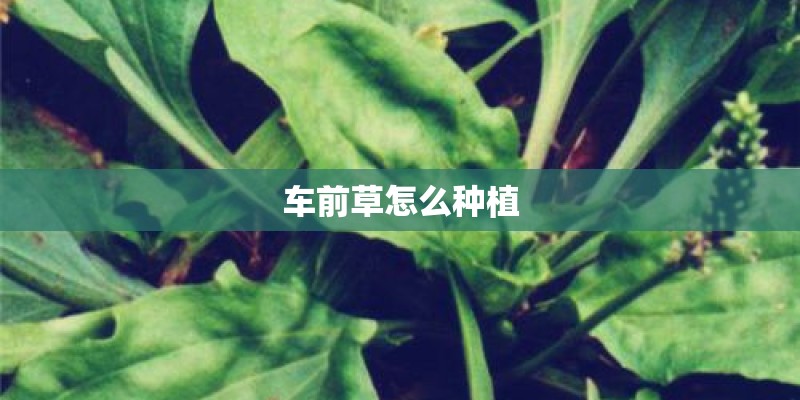 车前草怎么种植