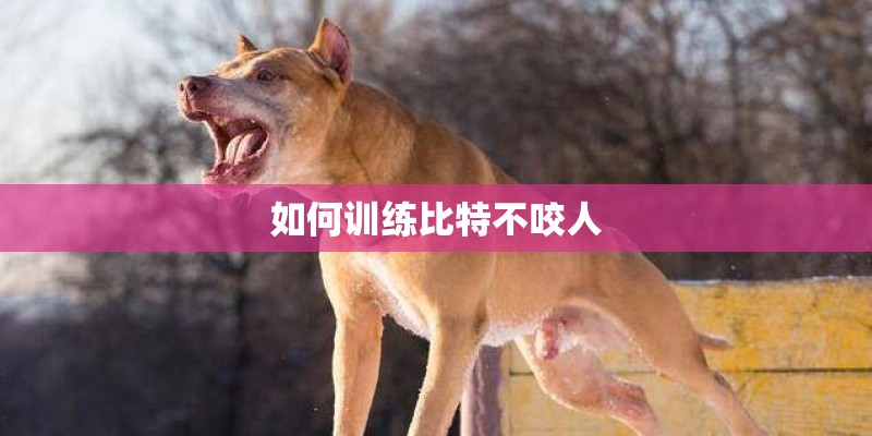如何训练比特不咬人