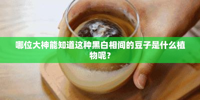 哪位大神能知道这种黑白相间的豆子是什么植物呢？