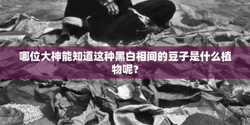 哪位大神能知道这种黑白相间的豆子是什么植物呢？