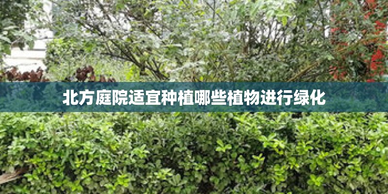 北方庭院适宜种植哪些植物进行绿化