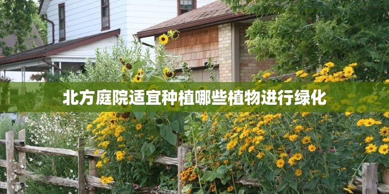 北方庭院适宜种植哪些植物进行绿化