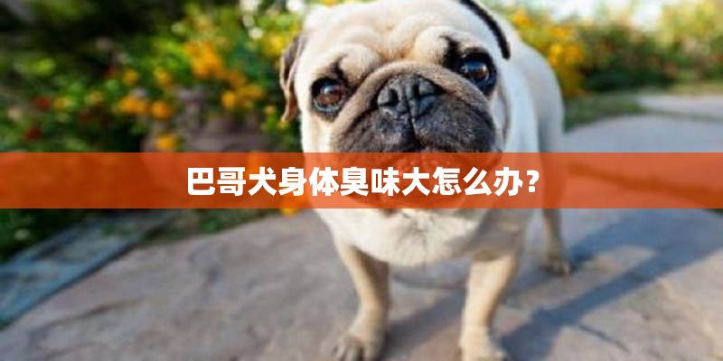 巴哥犬身体臭味大怎么办？