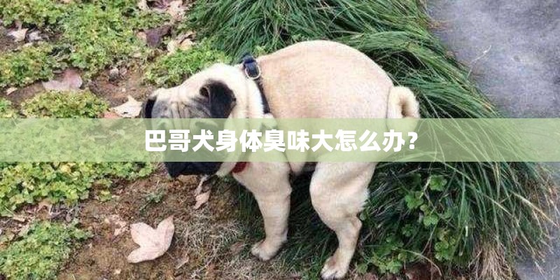 巴哥犬身体臭味大怎么办？