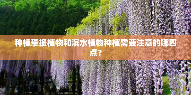 种植攀援植物和滨水植物种植需要注意的哪四点？