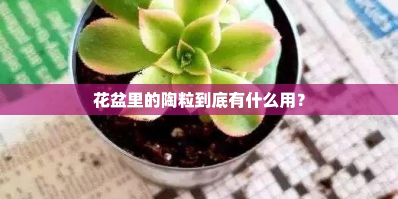 花盆里的陶粒到底有什么用？
