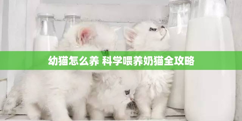 幼猫怎么养 科学喂养奶猫全攻略