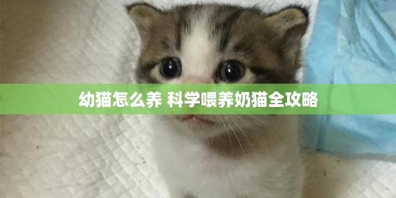 幼猫怎么养 科学喂养奶猫全攻略