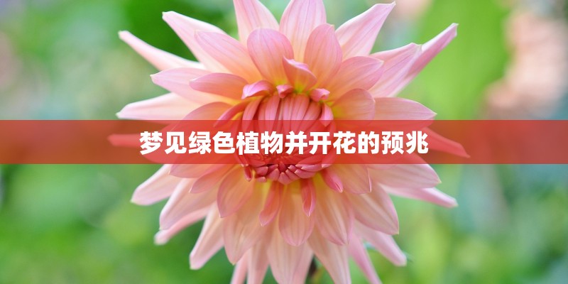 梦见绿色植物并开花的预兆