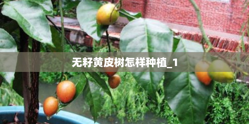 无籽黄皮树怎样种植_1
