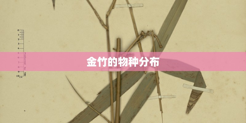 金竹的物种分布