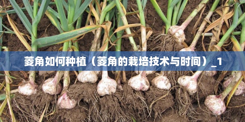 有哪些耐阴耐寒的花草？