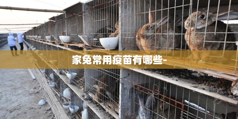 家兔常用疫苗有哪些-