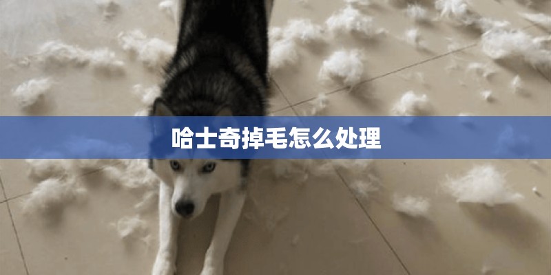 哈士奇掉毛怎么处理