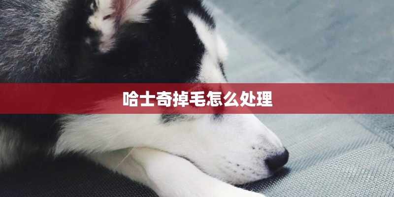 哈士奇掉毛怎么处理