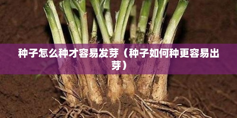 种子怎么种才容易发芽（种子如何种更容易出芽）