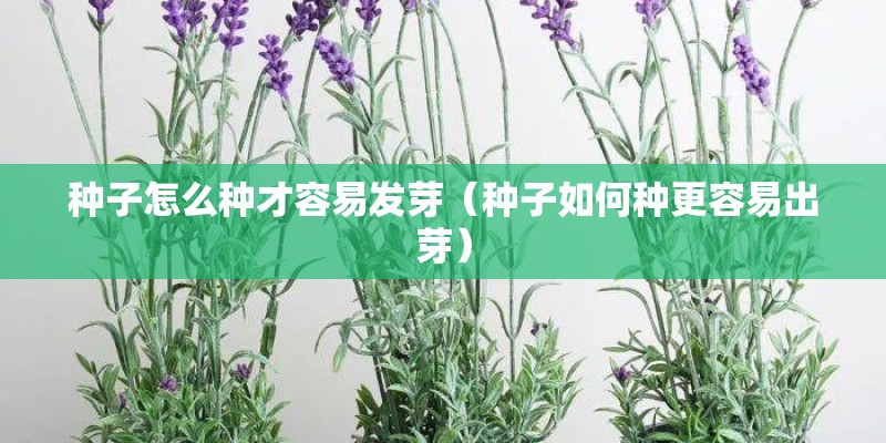 种子怎么种才容易发芽（种子如何种更容易出芽）