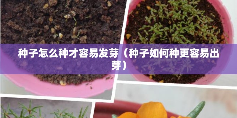 种子怎么种才容易发芽（种子如何种更容易出芽）