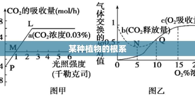 某种植物的根系