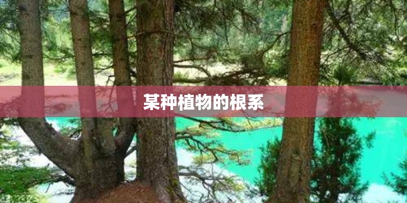 某种植物的根系