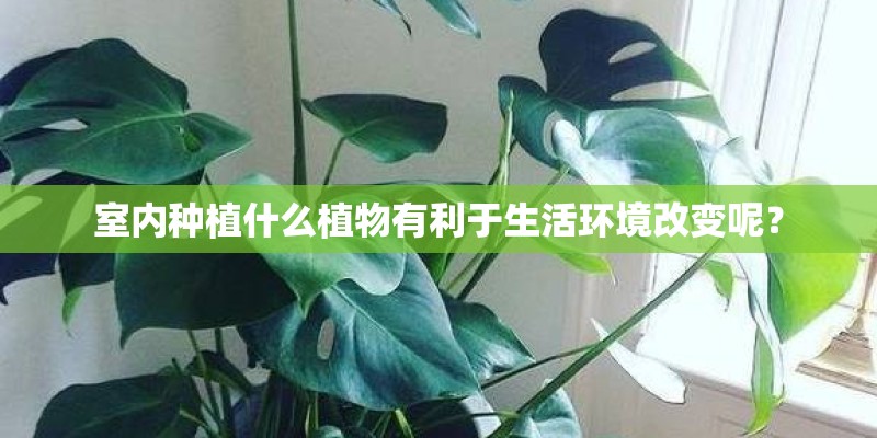 室内种植什么植物有利于生活环境改变呢？