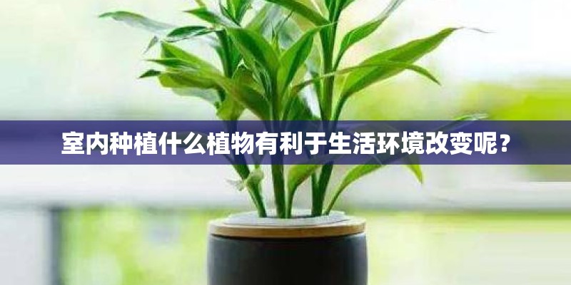 室内种植什么植物有利于生活环境改变呢？