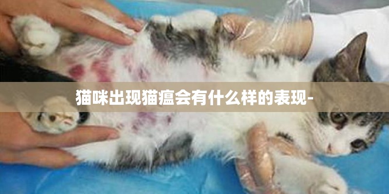 猫咪出现猫瘟会有什么样的表现-