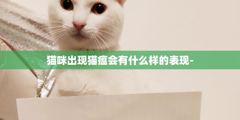 猫咪出现猫瘟会有什么样的表现-