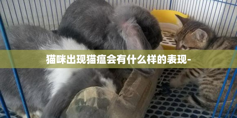 猫咪出现猫瘟会有什么样的表现-