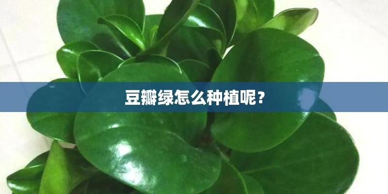 豆瓣绿怎么种植呢？