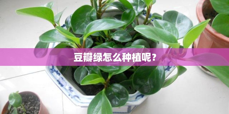 豆瓣绿怎么种植呢？