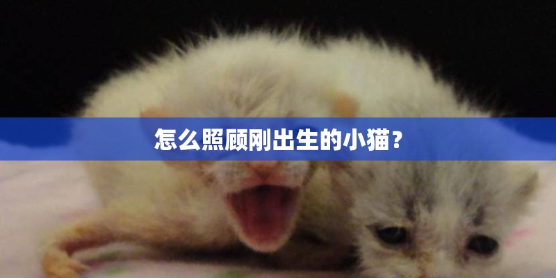 怎么照顾刚出生的小猫？