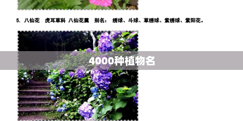 4000种植物名