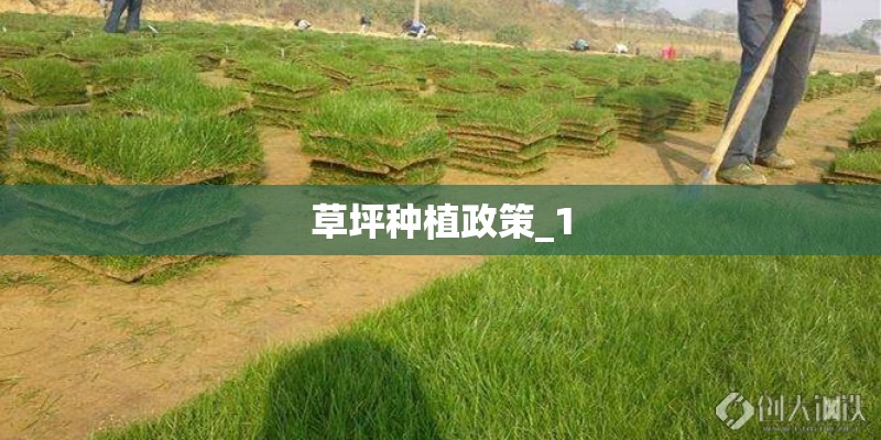 草坪种植政策_1