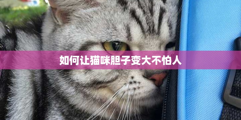 如何让猫咪胆子变大不怕人