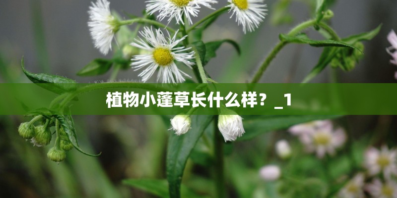 植物小蓬草长什么样？_1
