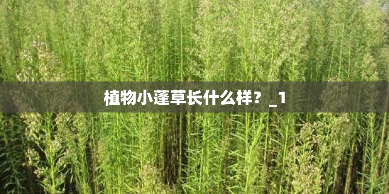 植物小蓬草长什么样？_1