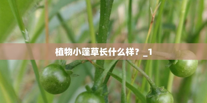 植物小蓬草长什么样？_1