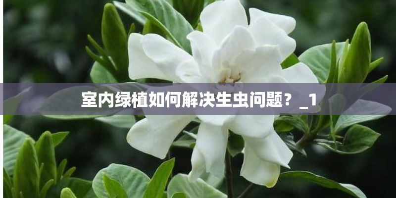室内绿植如何解决生虫问题？_1