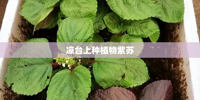 凉台上种植物紫苏